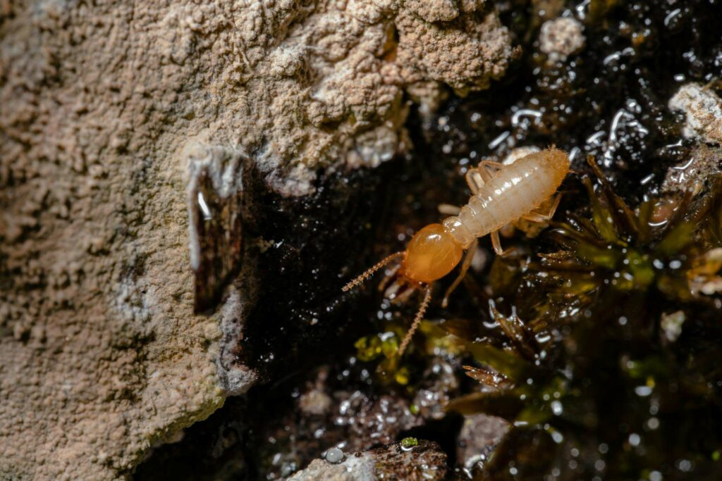 Close-up of a single light brown termite with an orange head crawling across moist soil and moss next to a textured rock surface.