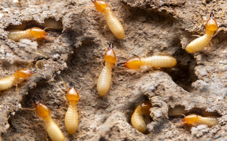Close-up view of several yellowish termites with orange heads and black mandibles crawling through a network of tunnels in dry, cracked soil or wood.