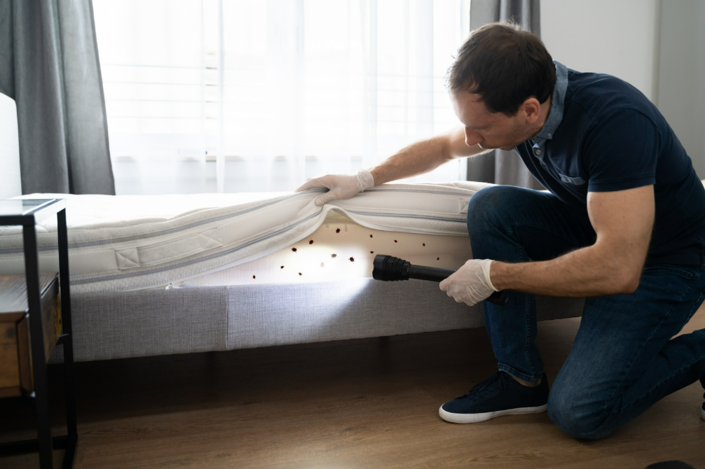 A man wearing gloves uses a flashlight to inspect underneath a mattress for signs of a bed bug infestation in a modern bedroom.