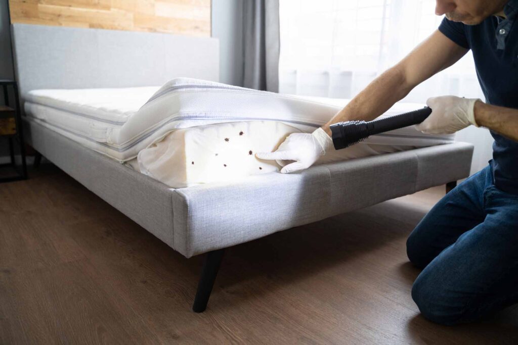 Bed Bug Infestation And Treatment Service