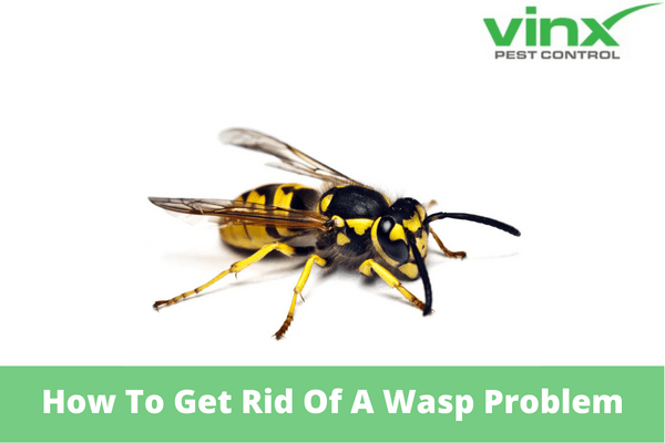 How To Get Rid Of A Wasp Problem