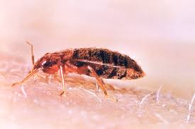 A close-up of a reddish-brown bed bug crawling on human skin, showing its flat, oval-shaped body and six legs. After reading this article you will understand more about bed bug exterminators that Vinx offers.
