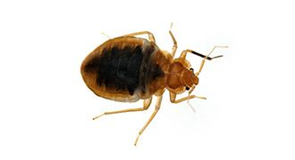 A bed bug against a white background, displaying its oval-shaped, reddish-brown body with a darker, blackish central area, six legs, and two short antennae.