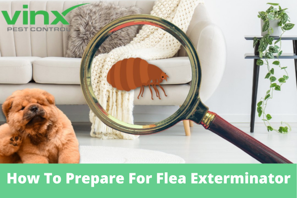 A living room scene with a magnifying glass focusing on a cartoon flea on a couch, a scratching dog nearby, and the Vinx Pest Control logo in the corner, with the text "How To Prepare For Flea Exterminator" at the bottom.