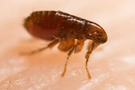 A close-up image of a brown flea standing on a light-colored surface, showing its small, flat body, long legs adapted for jumping, and short antennae.