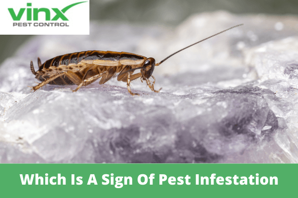 Which Is A Sign Of Pest Infestation
