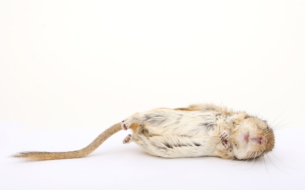 A dead rodent lying on its back against a plain white background, showing a curled tail and closed eyes, illustrating the cause of rodent smell problems in homes.