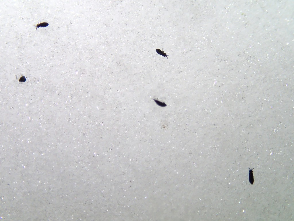 Several small, dark-colored snow fleas (springtails) scattered across a white, snowy surface, demonstrating their presence during cold weather.
