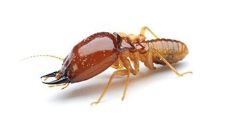 Close-up image of a termite soldier with a large, dark brown head and prominent mandibles, shown on a white background.