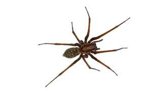 Brown spider with long legs and a patterned abdomen, isolated on a white background.