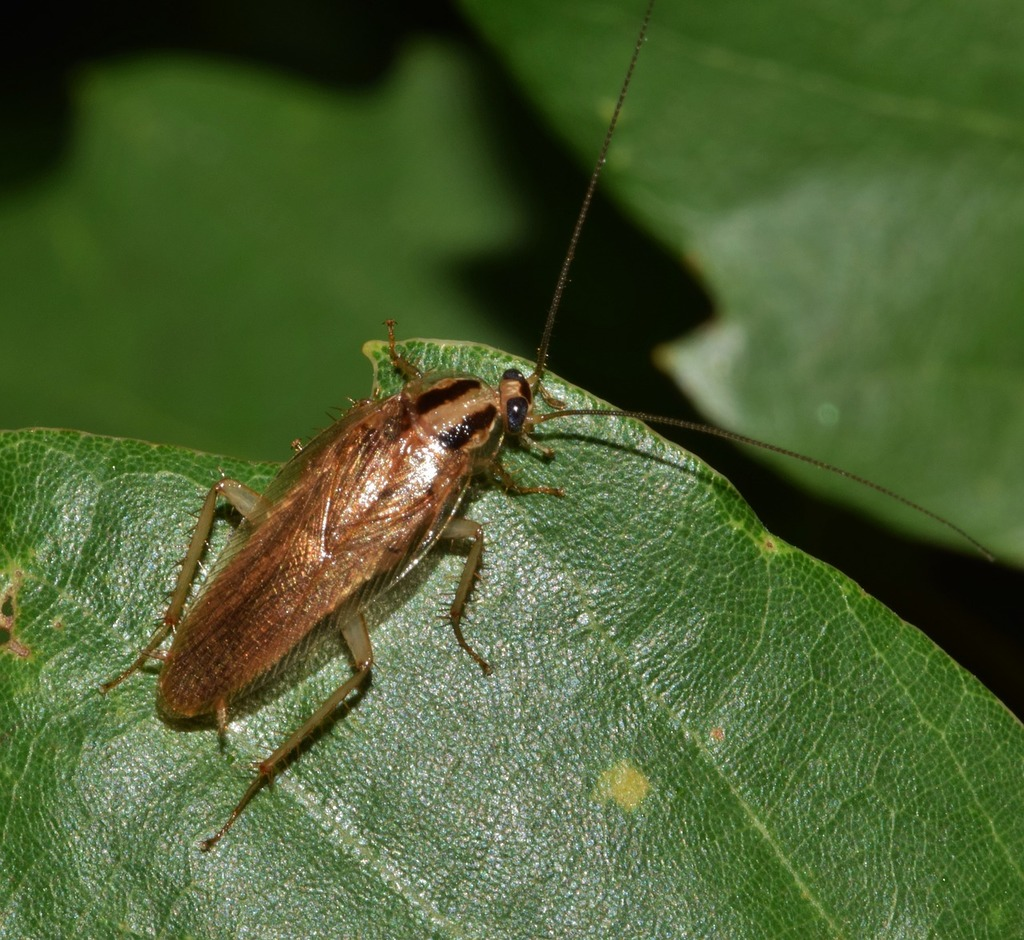 German cockroach with light brown body and two dark stripes on its back, sitting on a green leaf.