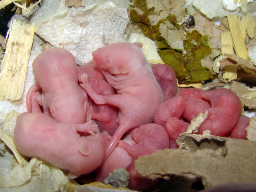 A close-up view of a group of newborn pink baby mice nestled together in a nest made of shredded paper and natural materials.