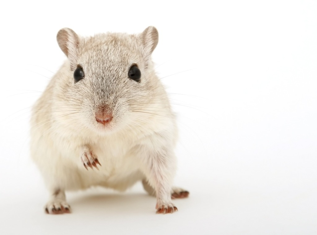 A small light gray rodent, possibly a gerbil or mouse, standing upright with one paw raised, photographed against a white background.