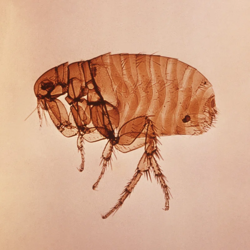 Microscopic image of a flea viewed through a slide, showing its translucent exoskeleton, segmented body, and bristled legs against a pale background.
