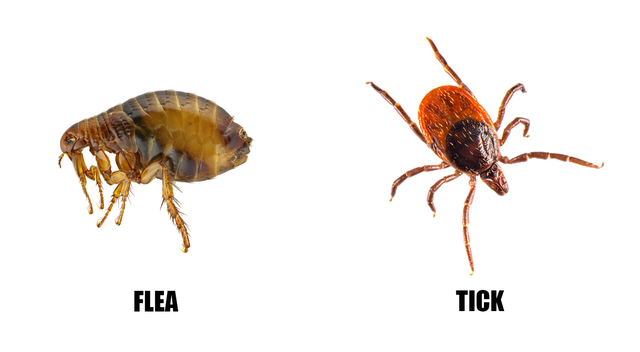 Side-by-side comparison of a flea and a tick on a white background, labeled clearly to show differences in body shape, size, and leg structure.