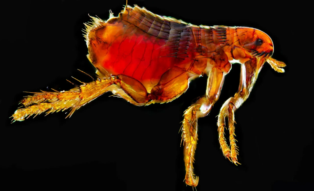 Highly magnified image of a flea with vibrant red and orange hues, showing detailed body segments, bristled legs, and internal structures against a black background.