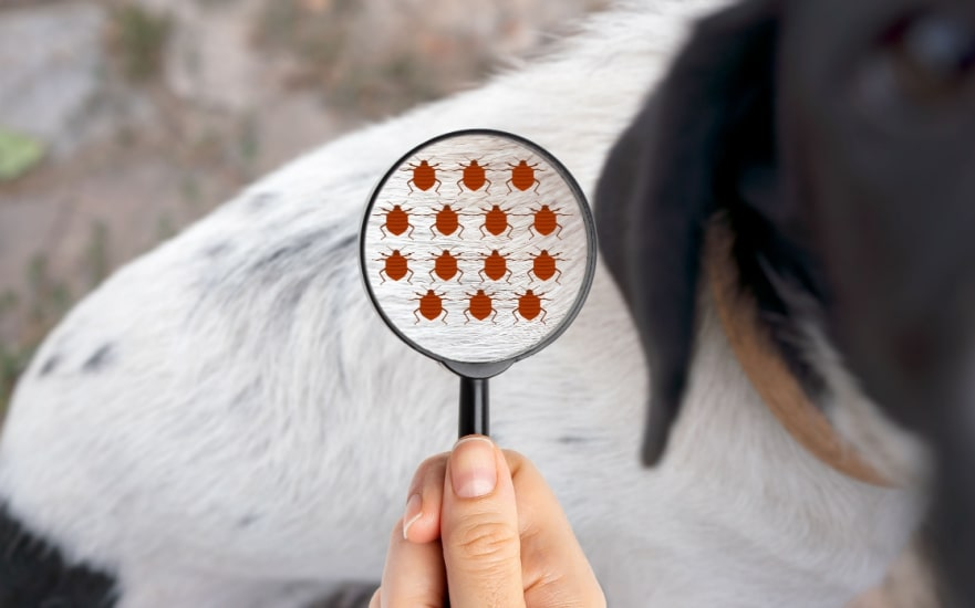 Person holding a magnifying glass over a dog's fur, revealing a digitally illustrated cluster of ticks to emphasize a flea or tick infestation.