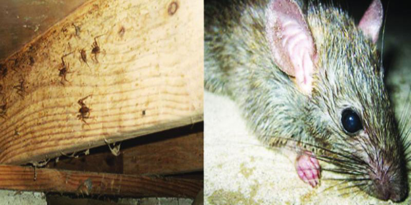 Close-up image showing a dead rodent on the right side and several insects (likely beetles or cockroaches) near wooden beams on the left, highlighting signs of rodent decomposition and infestation in a home structure.