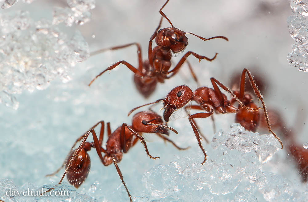 A close-up image of several reddish fire ants navigating through translucent ice crystals, showcasing their detailed bodies and antennae.