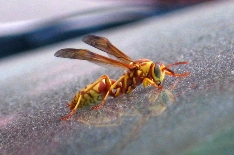 A close-up of a brightly colored yellow and red paper wasp resting on a reflective surface, displaying its detailed wings, segmented body, and prominent eyes.