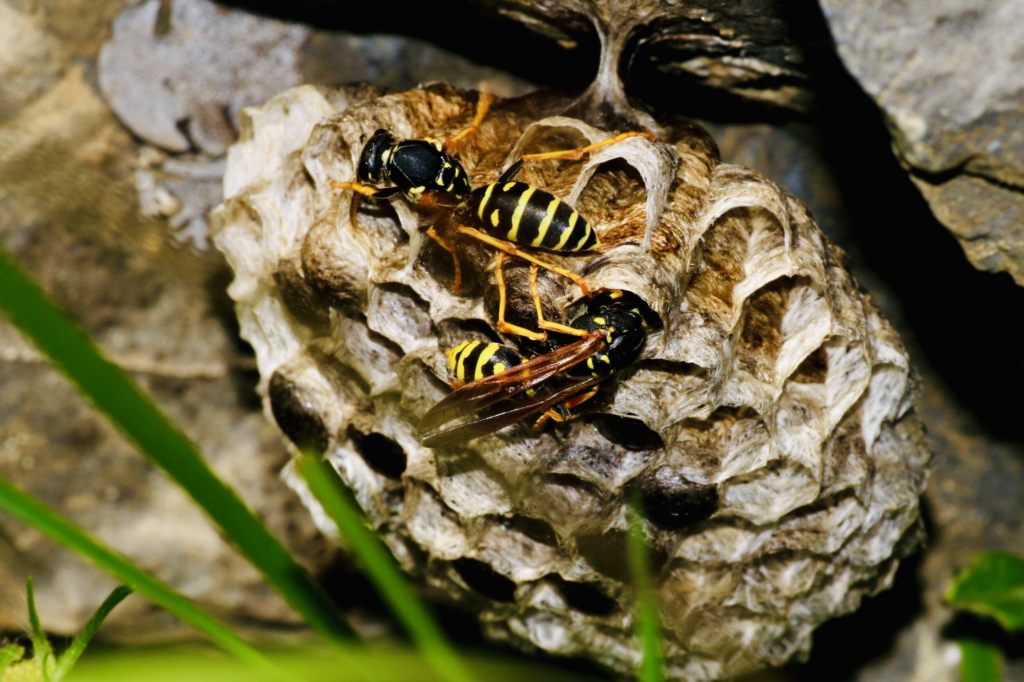 Pest Control Service