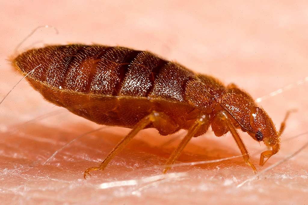 Close-up of a reddish-brown bed bug crawling on human skin, showing its segmented body and fine hairs.