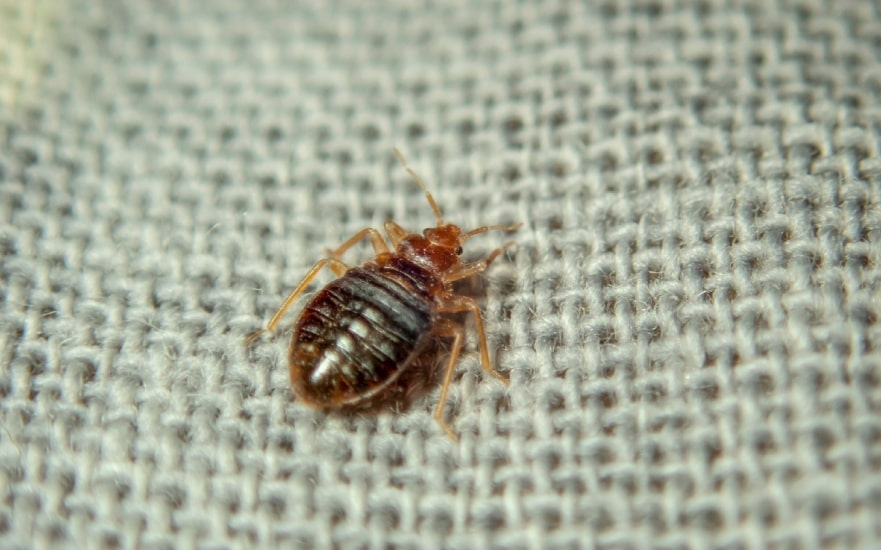 Close-up of a bed bug on a woven fabric surface, showing its flat, oval-shaped, reddish-brown body and six legs.