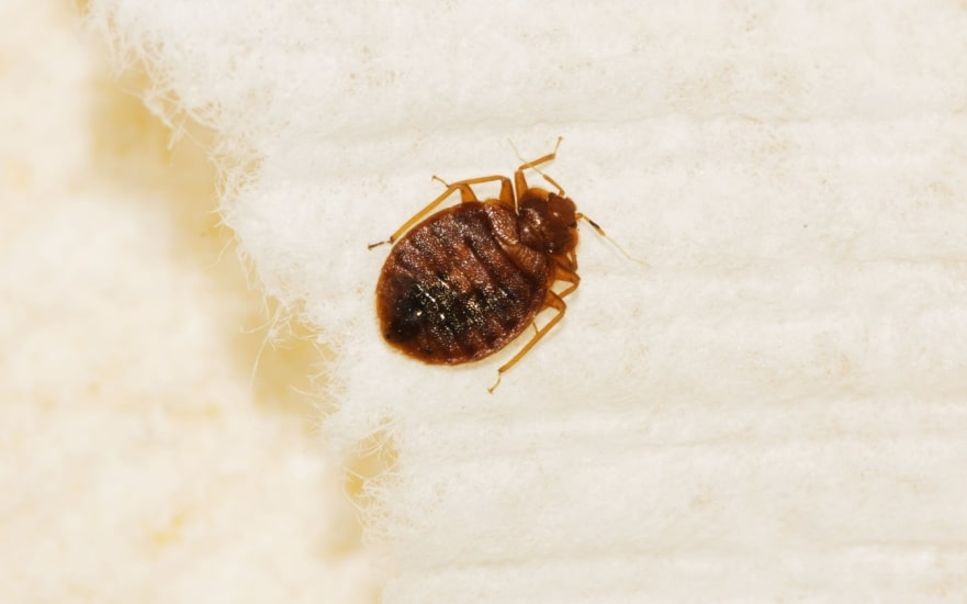 A single bed bug with a reddish-brown, oval body crawling on a white textured fabric surface.