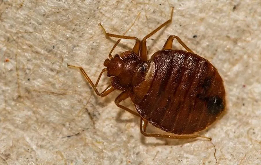Close-up image of a bed bug on a fabric surface, showing its reddish-brown, oval-shaped body with horizontal ridges and six legs.