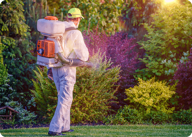 Palmetto Bugs in Virginia Beach: What You Need to Know