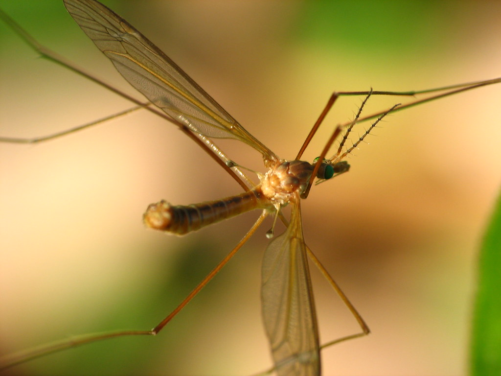 Close-up of a crane fly with long legs, transparent wings, and green eyes, showing its slender body and delicate wing veins in sharp detail.
