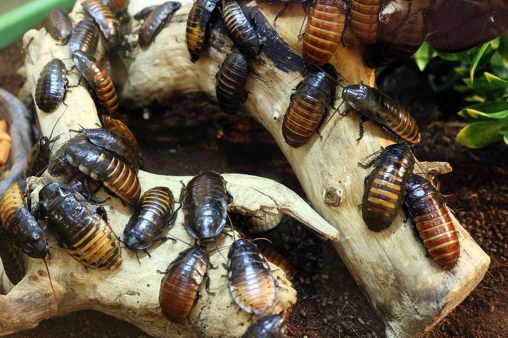 Group of large cockroaches crawling on a piece of wood, showcasing a heavy infestation, highlighting the importance of professional pest control services to get rid of cockroaches.