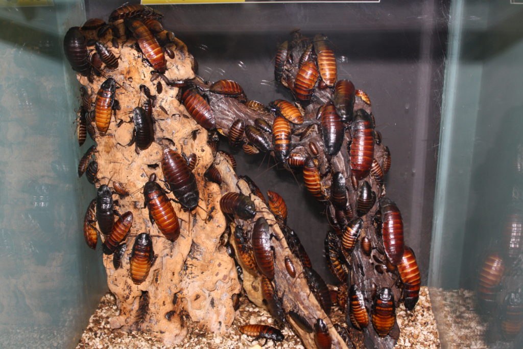 Get Rid of Cockroaches