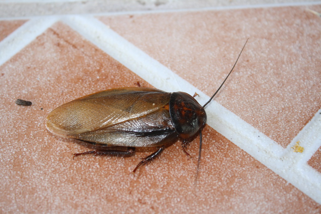 Close-up of a cockroach lying on a tiled floor, highlighting a common sight during an infestation and the need to get rid of cockroaches quickly.