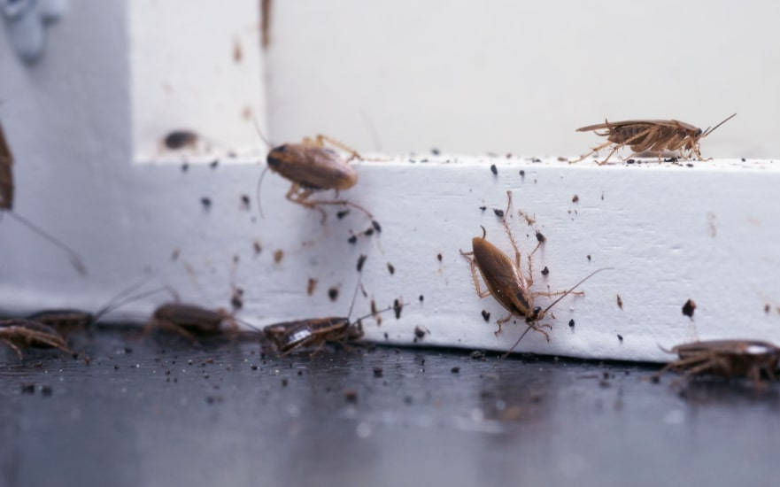 Several small brown cockroaches crawl along the edge of a white baseboard, surrounded by dark specks of droppings and debris on a black floor surface, indicating a heavy infestation.