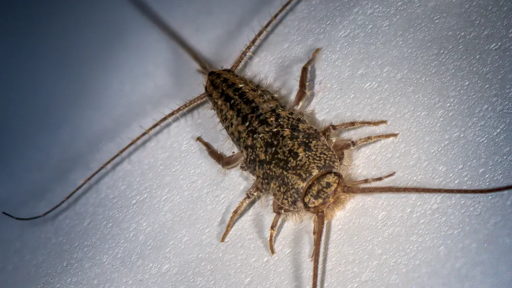 Close-up of a silverfish insect on a textured white surface, showing its flat, teardrop-shaped body, long antennae, and three bristle-like appendages at the rear. This shows a silverfish bugs.