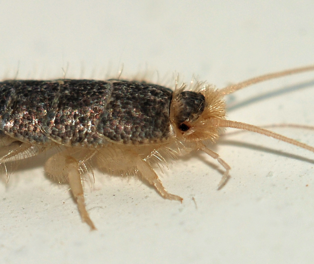 Macro image of a silverfish insect showing its segmented, metallic-scaled body, long antennae, and fine bristles on its legs, against a white background.