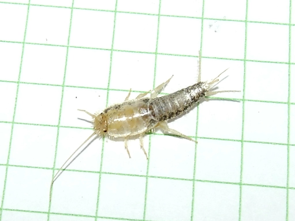 Close-up image of a silverfish insect on green graph paper, highlighting its silvery, scaly body, long antennae, and three tail-like appendages.