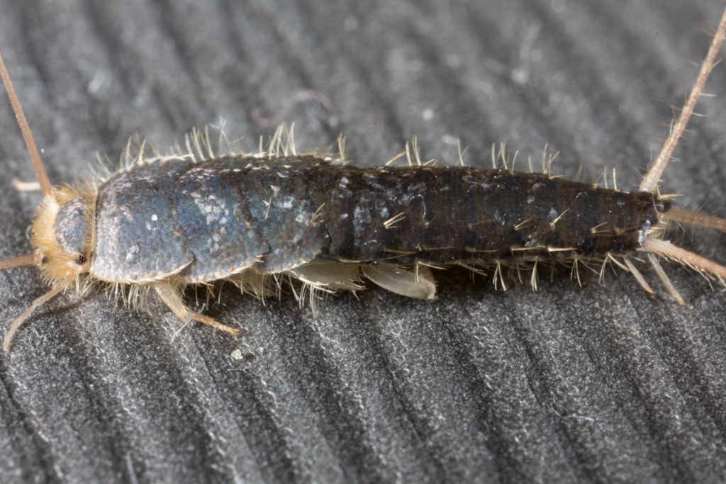 Silverfish Bugs