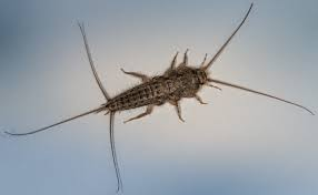 Close-up of a silverfish insect on a light surface, showing its elongated, flat, scaly body with long antennae and three bristle-like tails.