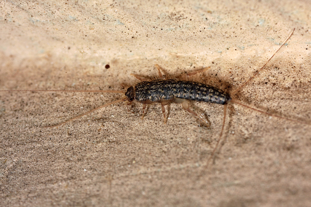 Silverfish crawling along a rough beige surface, displaying its elongated, metallic-scaled body, long antennae, and three tail-like appendages.