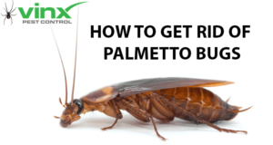 A large reddish-brown palmetto bug (American cockroach) is shown in profile with the text "HOW TO GET RID OF PALMETTO BUGS" beside the Vinx Pest Control logo in the top left corner. The image is designed as an informational graphic for pest control services.