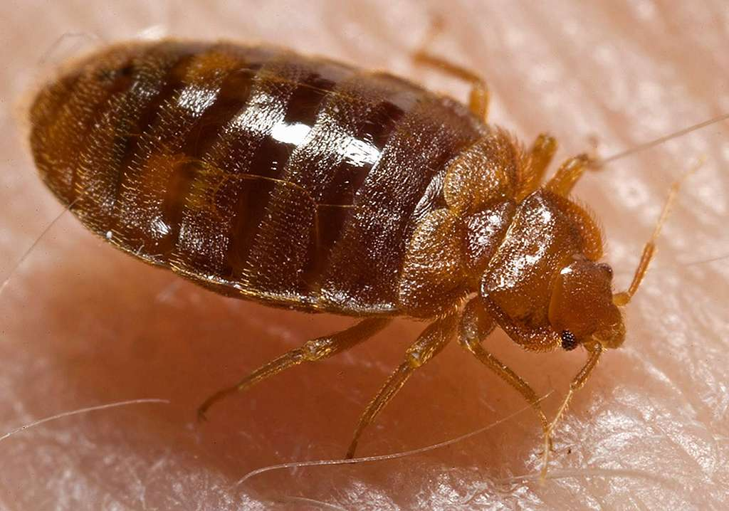A close-up image of a bed bug on human skin, highlighting its flat, oval-shaped body, reddish-brown color, and segmented exoskeleton.