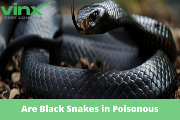 Are Black Snakes in South Carolina Poisonous