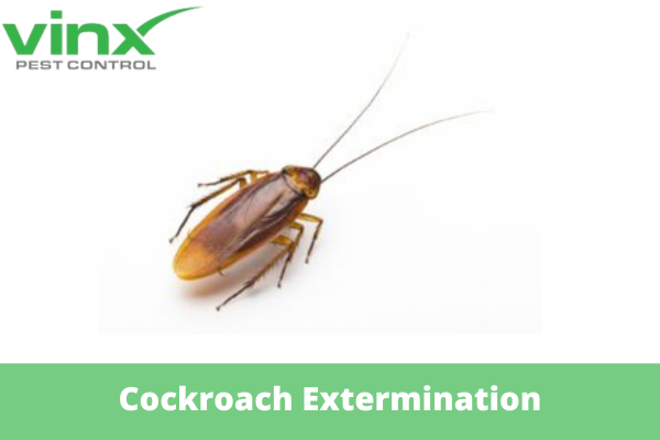 How to Prepare for Cockroach Extermination?