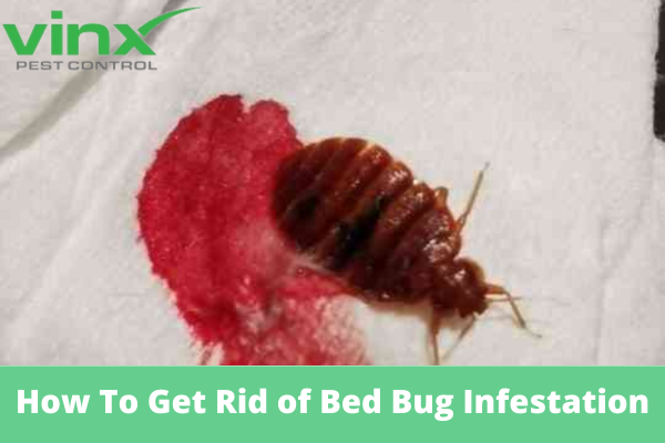 How To Get Rid of Bed Bug Infestation