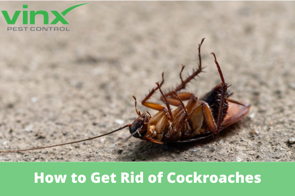 How to Get Rid of Cockroaches