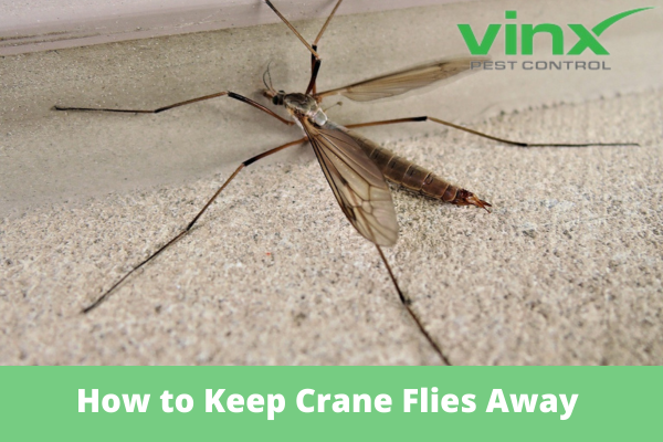How to Keep Crane Flies Away From House