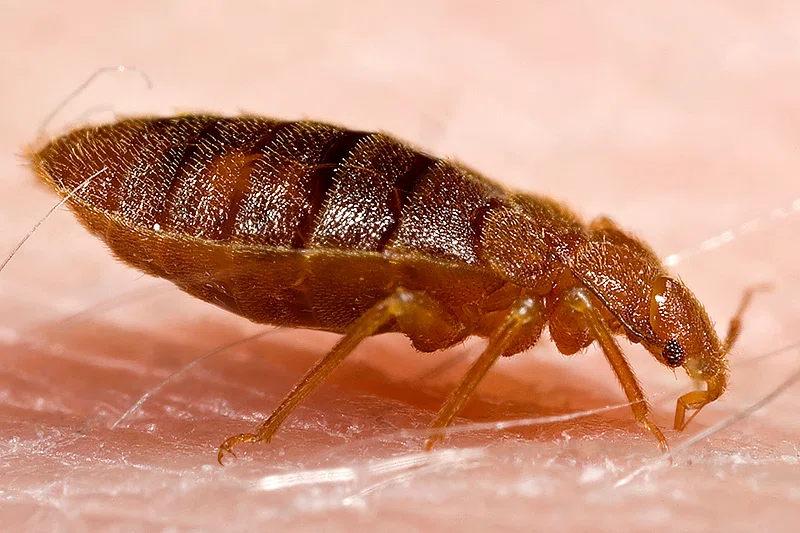 Close-up image of a bed bug on human skin, showing its reddish-brown, flat, oval body and six legs.