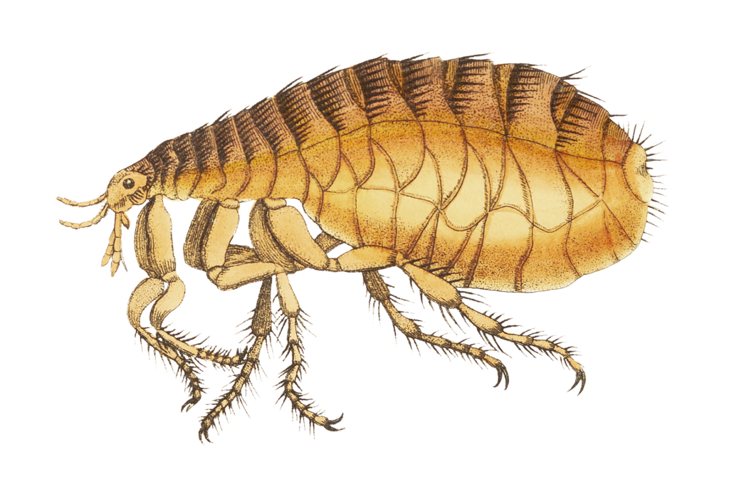 Illustration of a flea, showing a close-up side view with its segmented body, long legs with spines, and small antennae.